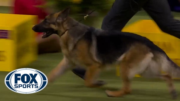 Mercedes the German Shepherd wins the WKC Herding Group | Westminster Kennel Club