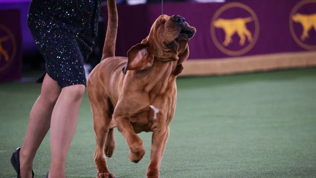 Westminster Dog Show winners: Best in Show winners since 1907