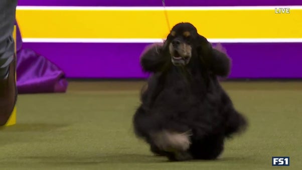 Micha the Cocker Spaniel wins the Sporting Group | Westminster Kennel Club