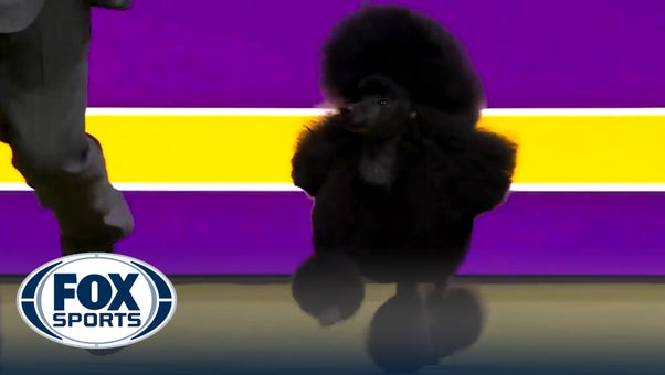 Sage the Miniature Poodle wins the WKC Non-Sporting Group | Westminster Kennel Club